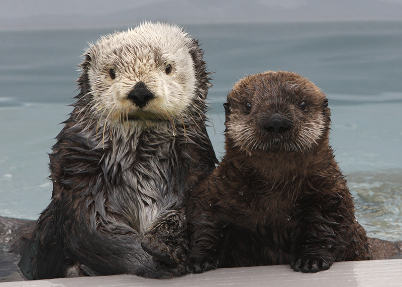 Southern sea otters Joy and Kit. Kit is the newest sea otter on display at the Monterey Bay Aquarium; she was introduced to the exhibit on February 18th, 2010