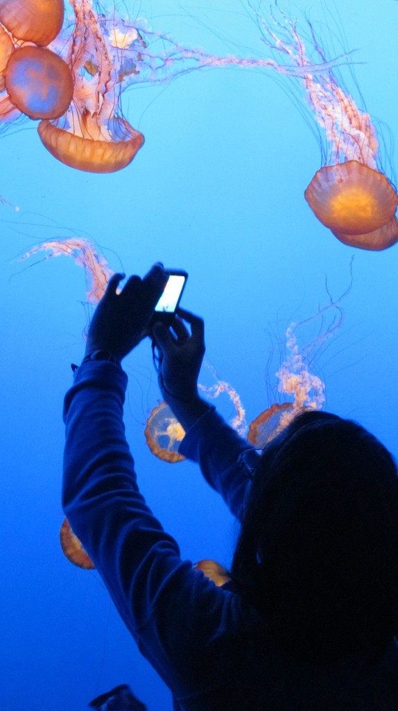 The Jellies Experience at Monterey Bay Aquarium is an ethereal world where creatures dance and bloom