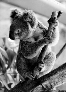 Zoo - Koala Bear. Photo by Paul Marshall