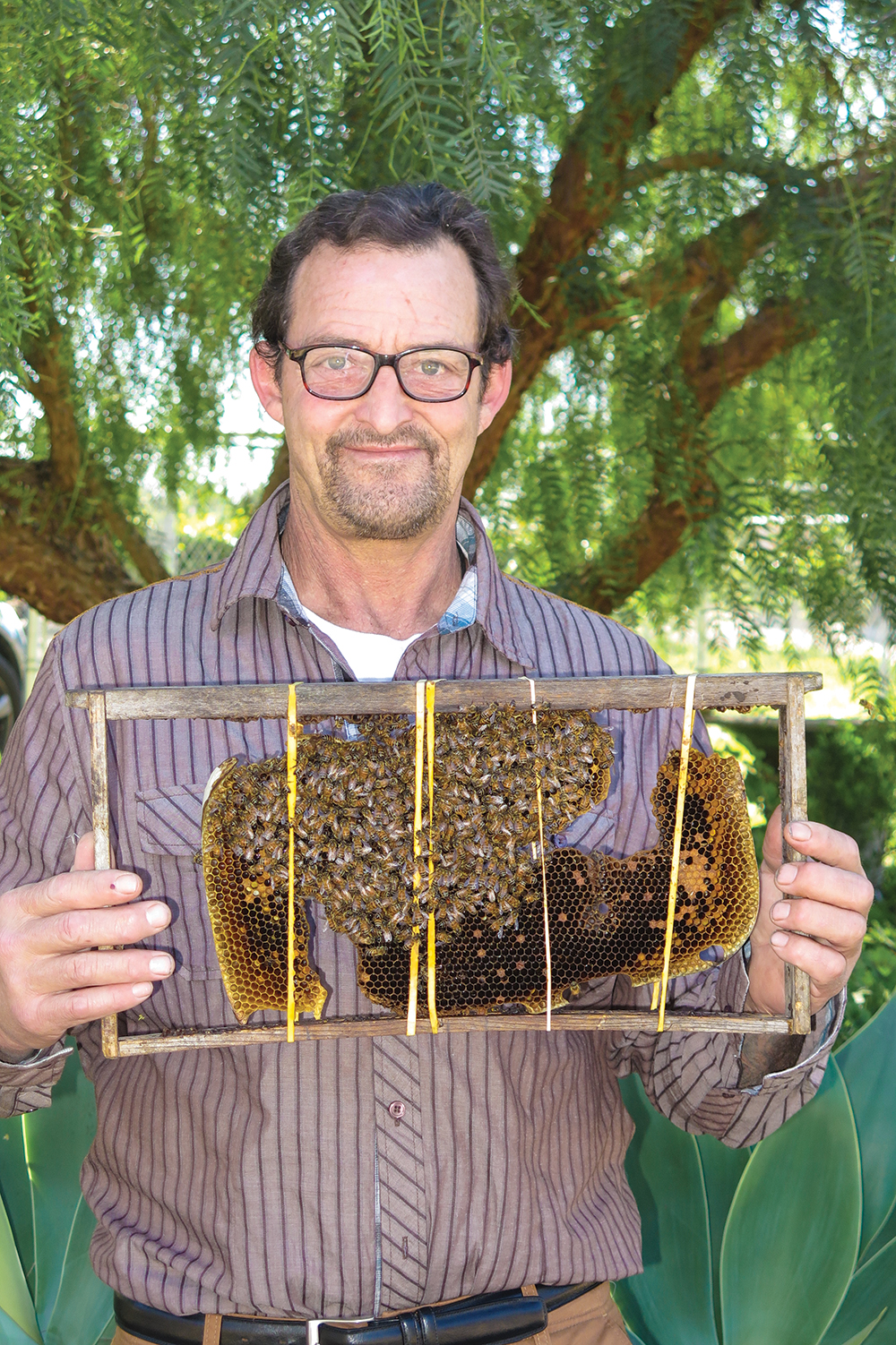 Bees, Please