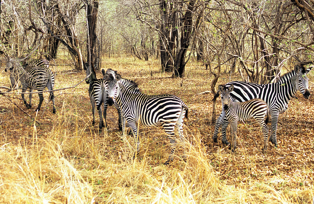 Tailor-Made Trips