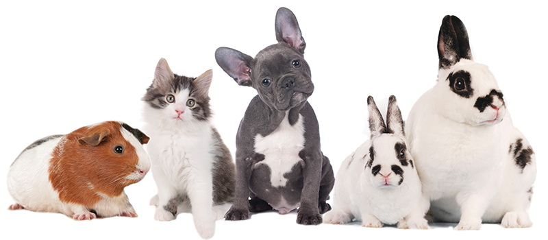 Best of Ranch & Coast: Pets